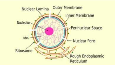 lamina nucleus
