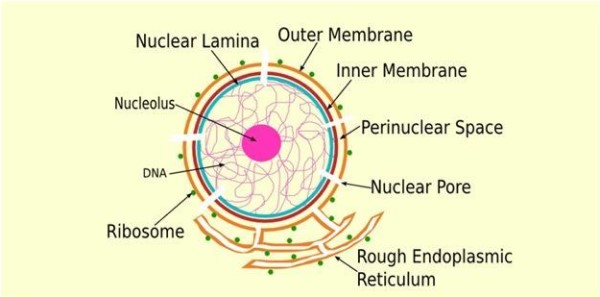 lamina nucleus